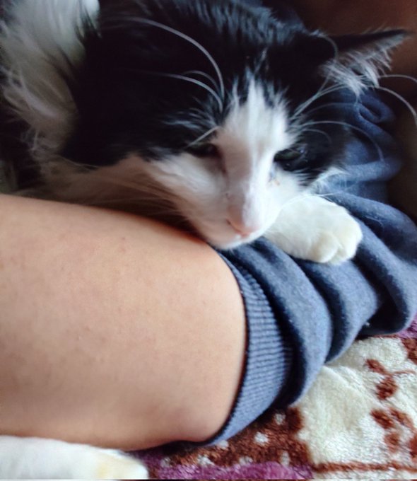 @5960Gonbuto ニャス 