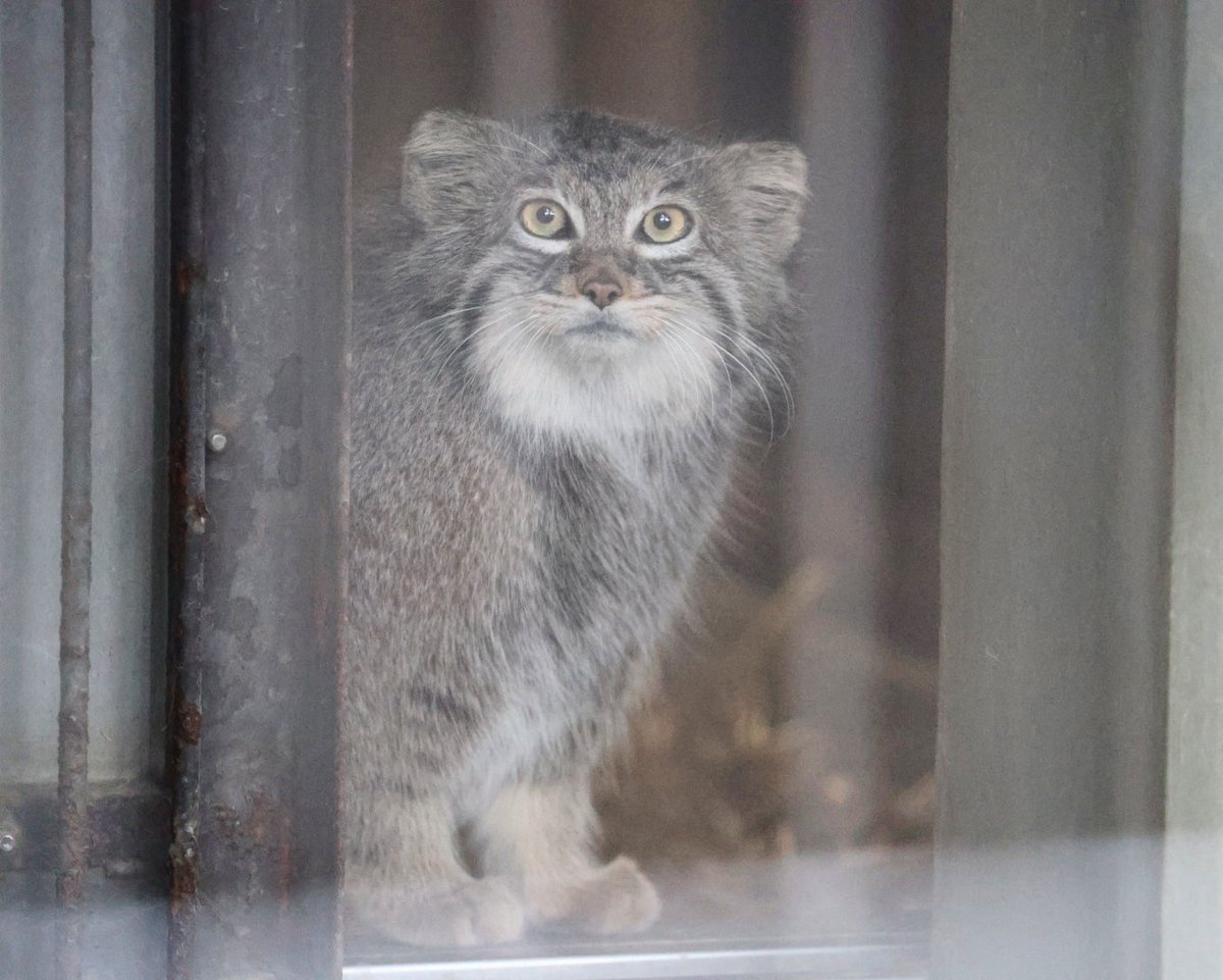 higashiyama5555's tweet photo. 部屋から覗くミーニャ🐱🐾

#東山動植物園　#マヌルネコ https://t.co/ThrB77yOld