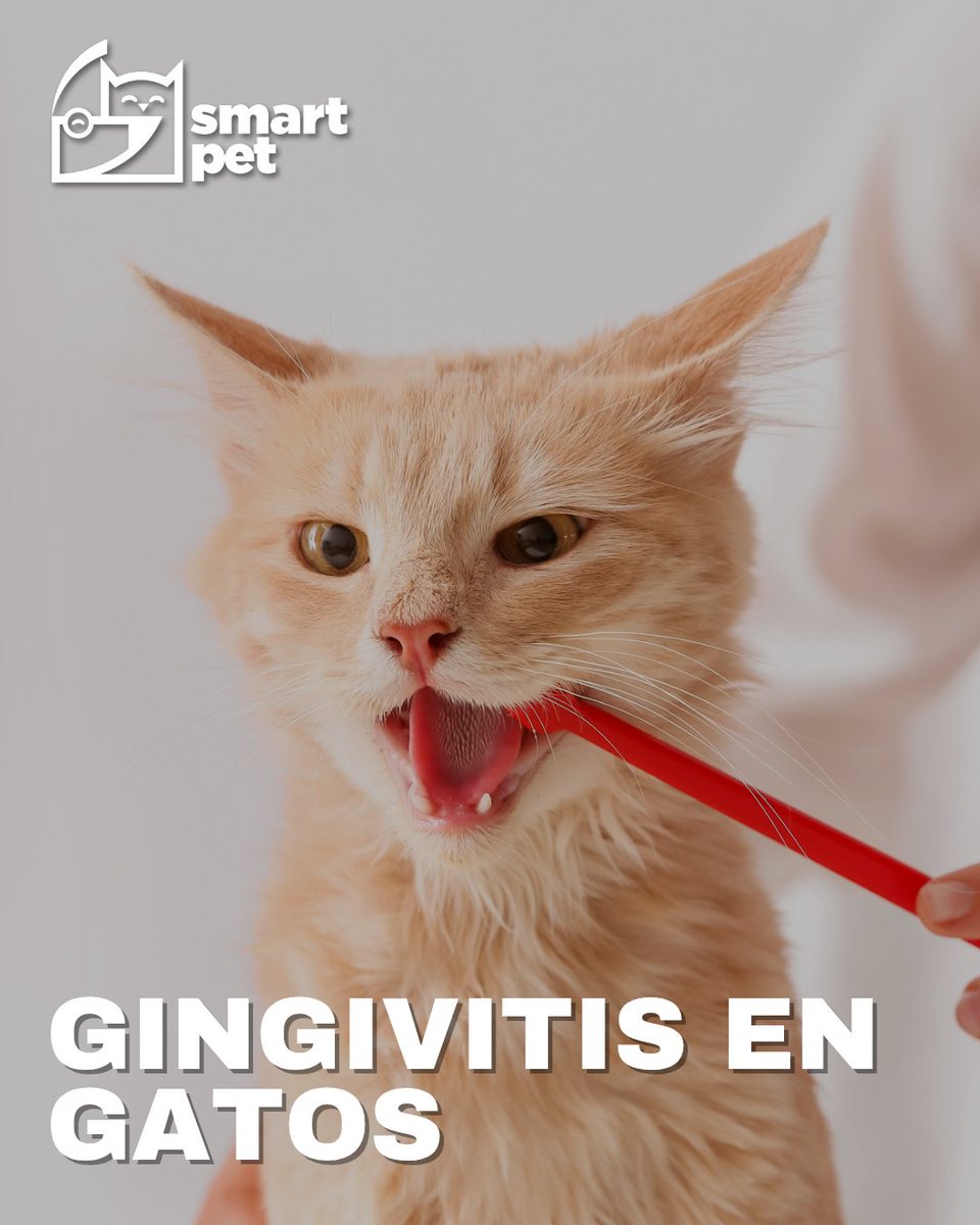 smartpet tweet media