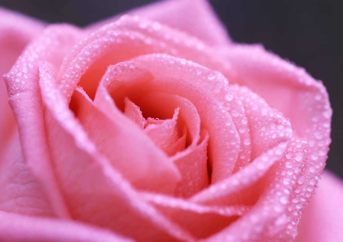 hiroshisj's tweet photo. 教会の花壇に咲いた薔薇の花。宮沢賢治にちなんで「イーハトーブの風」と名付けられた品種です(^^) https://t.co/A7QJwdQaJV