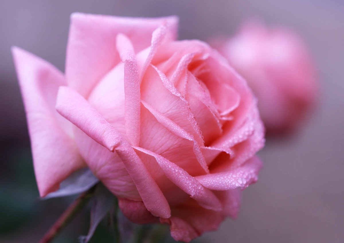 hiroshisj's tweet photo. 教会の花壇に咲いた薔薇の花。宮沢賢治にちなんで「イーハトーブの風」と名付けられた品種です(^^) https://t.co/A7QJwdQaJV