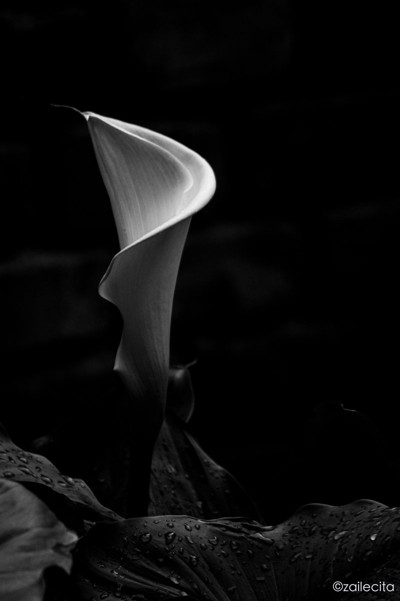 El magnetismo visual de una #fotografía en blanco y negro es único. Amo la edición en B/N <3

#blackandwhitephotography #blackandwhitephoto #BlackandWhitePic