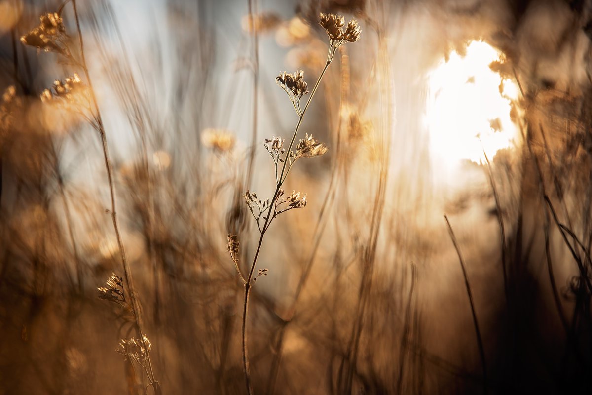 I took these photos just now as the sun was setting. It's crazy how something so simple can be so beautiful.