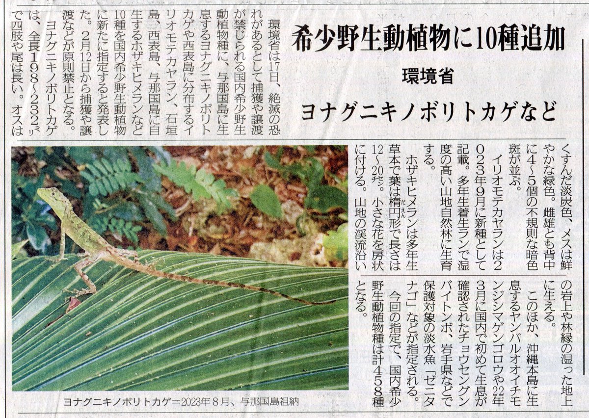 papilio_memnon's tweet photo. 本1月21日付、八重山毎日新聞より

希少野生動植物に10種追加
環境省
ヨナグニキノボリトカゲなど

700種のノルマを達成するまで、ひたすら精進あるのみの環境省の皆様、たまには保全施策などお考えになられてはいかがですか？ https://t.co/nU3DMnQJQt