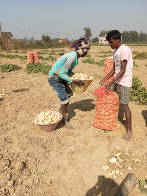 Buy Normal Sweet Potato from Begusarai at Wholesale Price of Rs 30/Kg commodityonline.com/requirement/se… #commodityonline