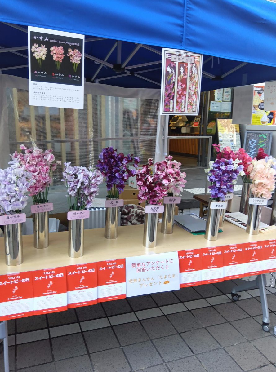 miyazakip_tokyo's tweet photo. 本日1/21(火)は #スイートピーの日🌸
#宮崎県 はスイートピーの出荷量が #日本一 です！
新宿みやざき���KONNEでは、本日まで、PRイベントを実施。
アンケ－トに答えていただくとスイートピー等をプレゼント。また16時以降は、お店で1,000円以上お買い上げた方に展示中の花束を先着でプレゼントします😆 https://t.co/XrckWrxiMT