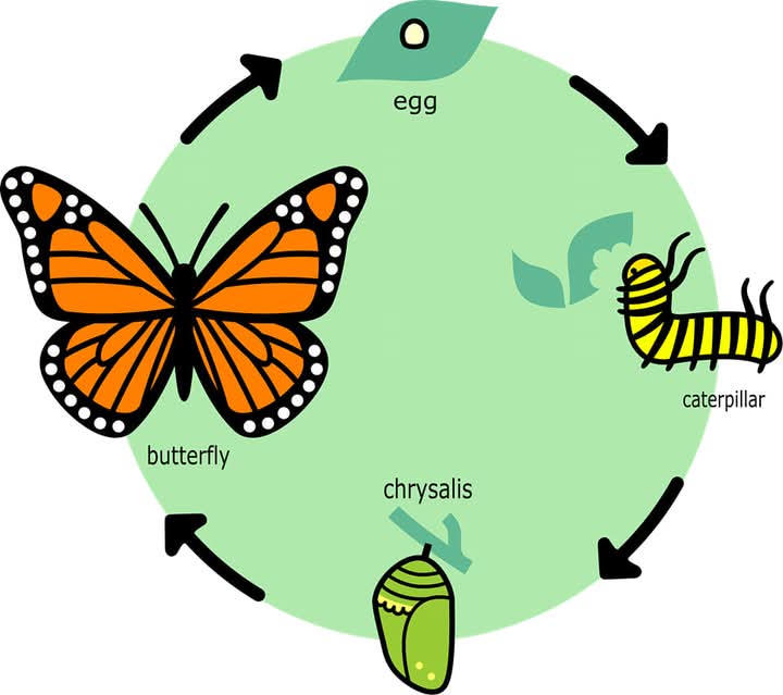 Kuldeep_1199's tweet photo. #तितली 🦋 का #जीवन_चक्र (#Life_cycle of #butterfly 🦋) https://t.co/o2AwAebz0M