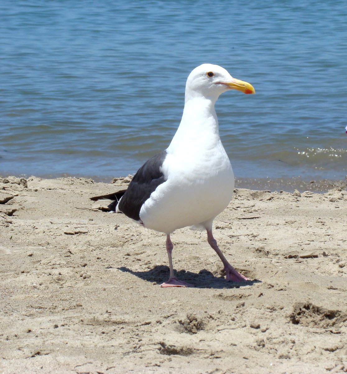 Illustrator Ming (@caisimingart) on Twitter photo 