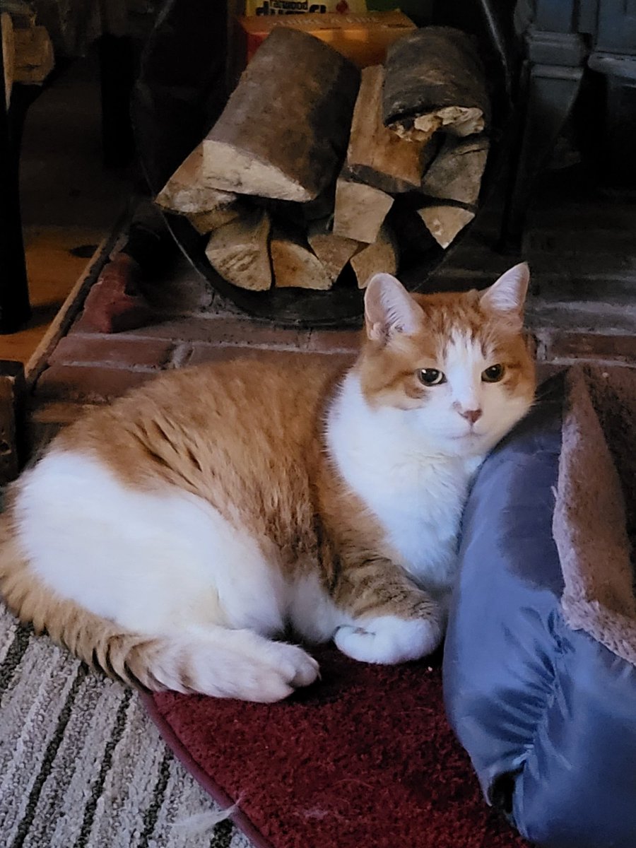 midnightfox1986's tweet photo. @JennyJinya I lost my childhood cat a few days ago, and It has been a bit hard for me since. I want to thank you for all of these stories you make, as this one has definitely made me feel a little better. 

I love your art, and keep up the great work. https://t.co/bC9ZmaU1gg