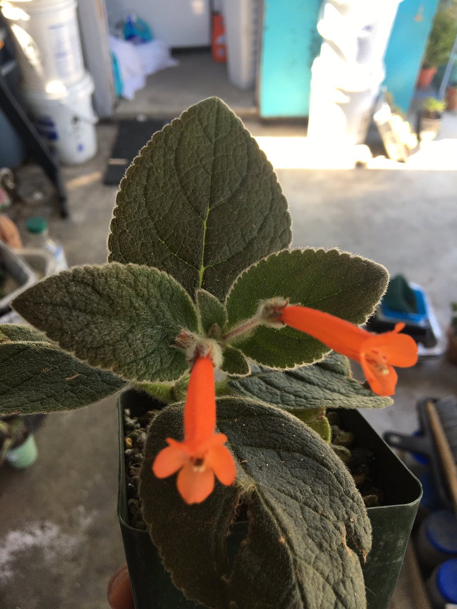 hobomobo's tweet photo. My little potato (Sinningia hybrid) is looking rough for the winter BUT there’s plenty of new sprouts, gotta repot soon. My only question is how low to cut the woody stem… https://t.co/60N6kJiWt0