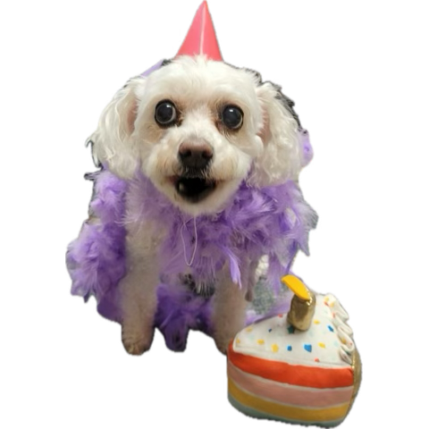 Fuzzy (Angel Daisy 🌈) tweet media