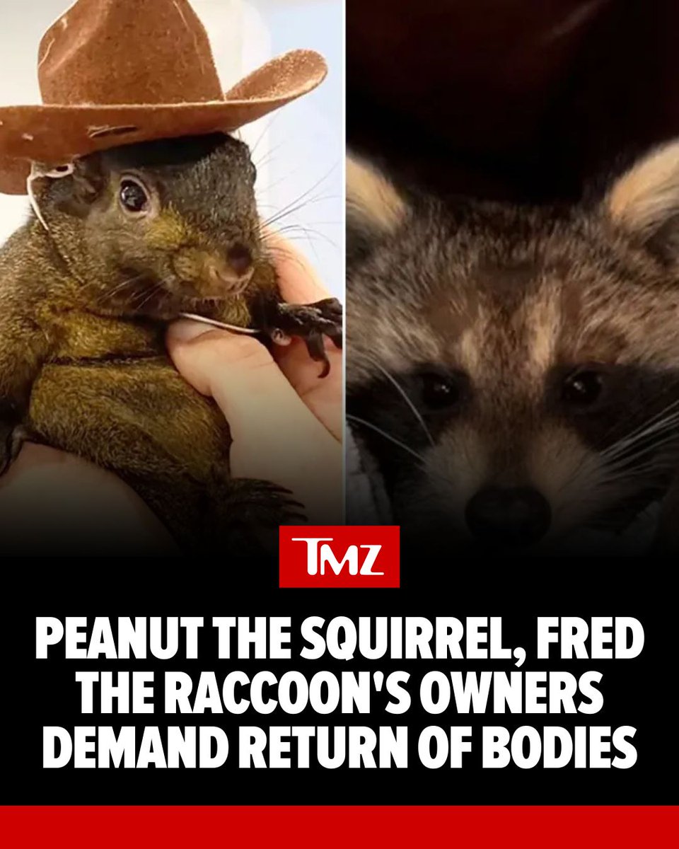 TMZ's tweet photo. The owners of Peanut the Squirrel and Fred the Racoon are fighting to get the animals' bodies back after both were controversially seized and put down following a home raid months ago. https://t.co/6XStpxlOiG