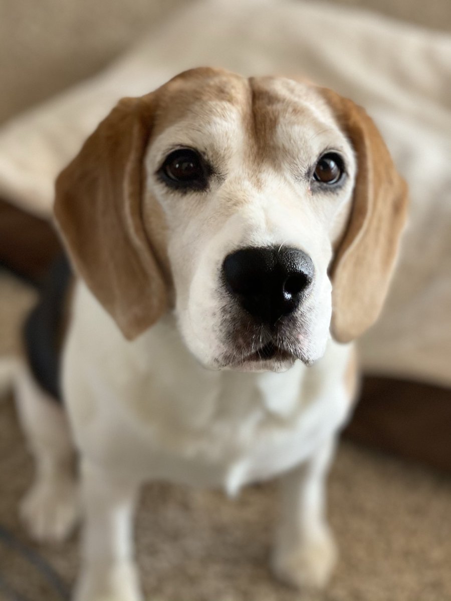 RileyBeagle tweet media