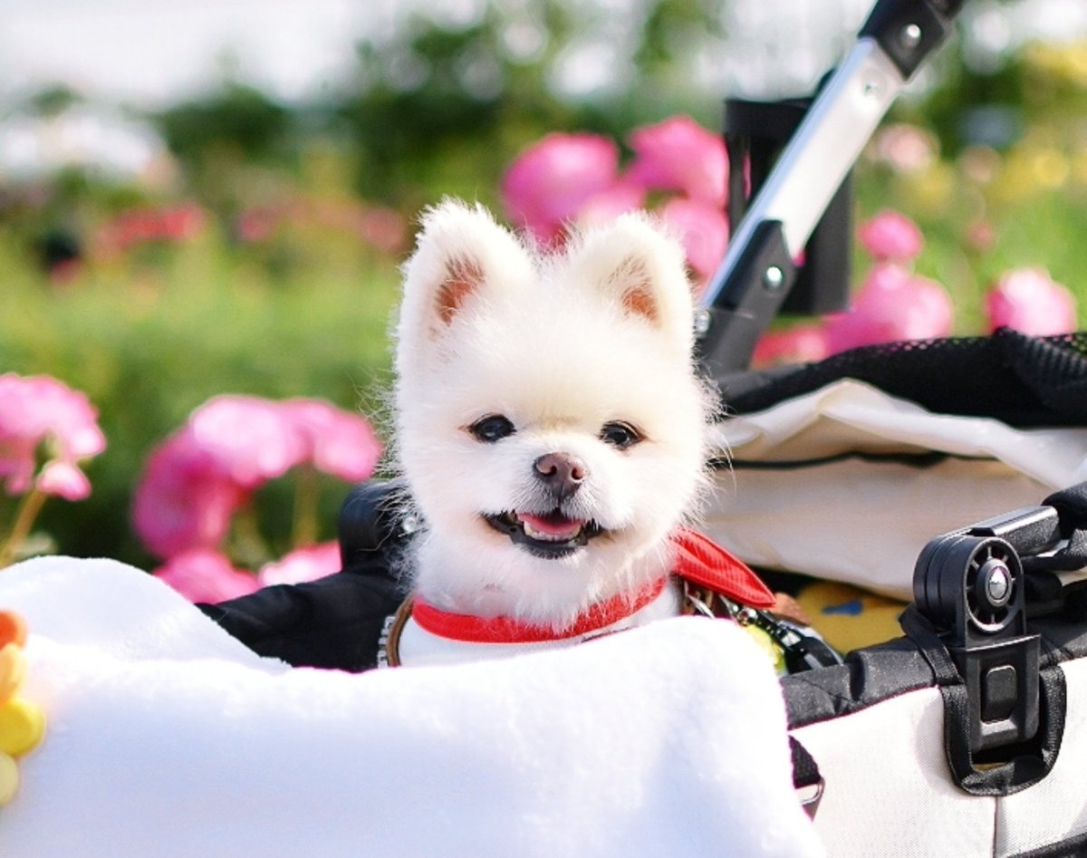 今日は「ふたなのか」です

チャッピーは入院初日、酸素室に入って一時的に元気になり笑顔で一生懸命何かを伝えようとしていました
その姿は目に焼き付き心に刻まれています
中治り現象の事を知り
あの子が伝えたかった言葉が分かりました
手を合わせ「パパもママもだよ、ありがとう」って涙しています