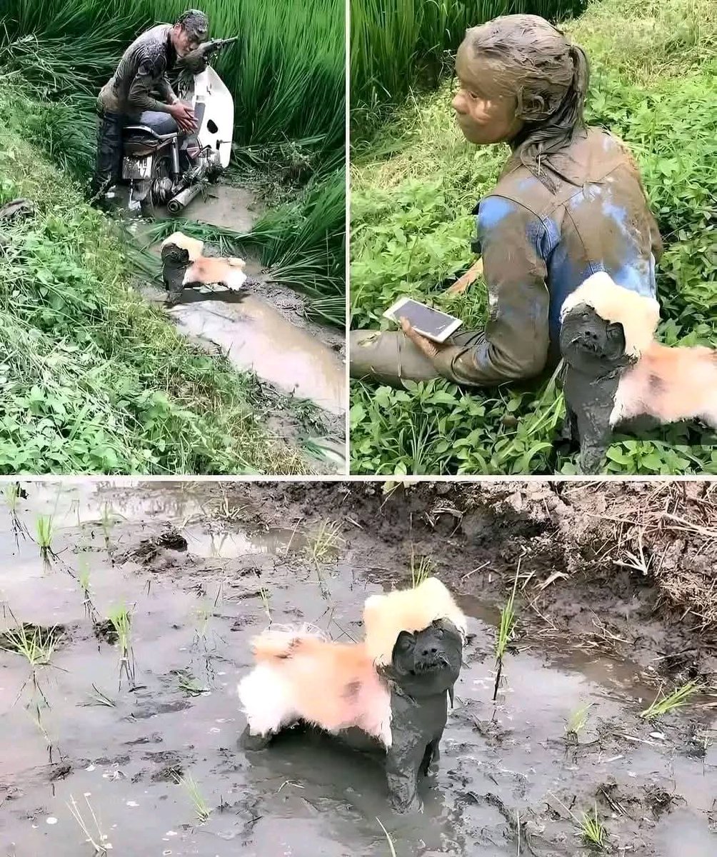 Beng_Beng tweet media