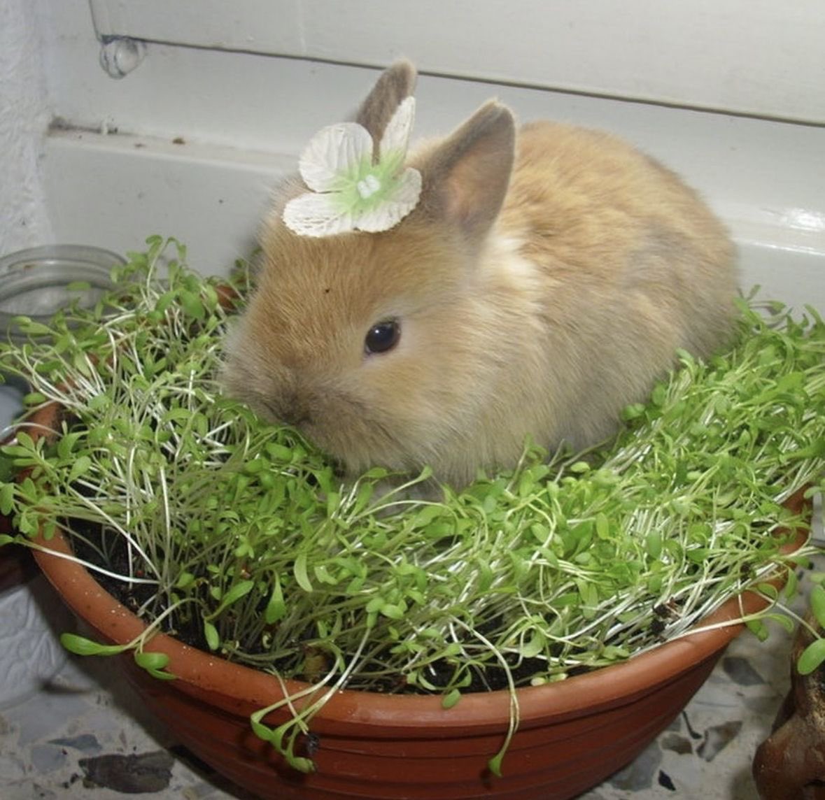 Bunnies (@bunnies) on Twitter photo 