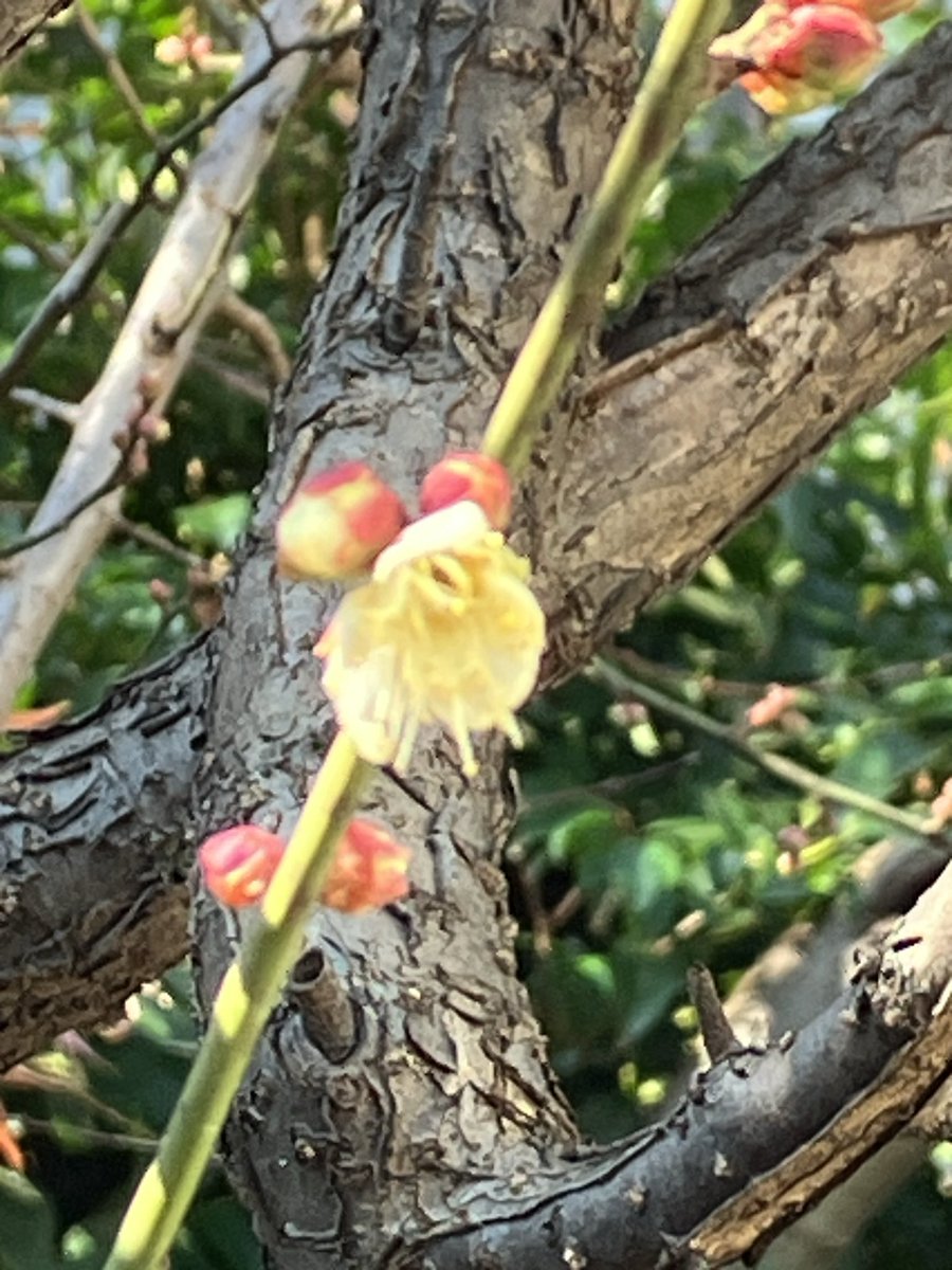 梅が咲き出した！