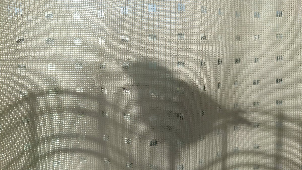 sier_manager's tweet image. 在宅ワークしてたら、フェンスに小鳥が遊びに来た。
カーテンに映った影が楽譜みたい。
チュンチュンチュン。