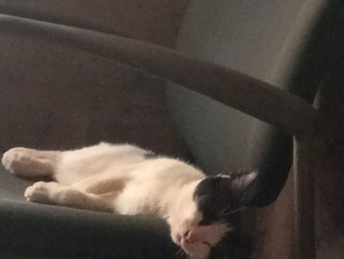 Buba1126235's tweet photo. 🐈‍⬛🐈‍⬛🐈‍⬛ https://t.co/8qXVWfbtIr