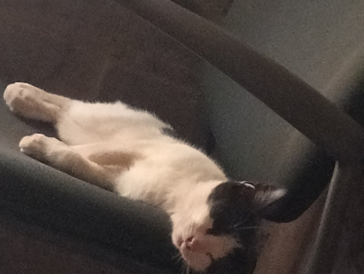 Buba1126235's tweet photo. 🐈‍⬛🐈‍⬛🐈‍⬛ https://t.co/8qXVWfbtIr