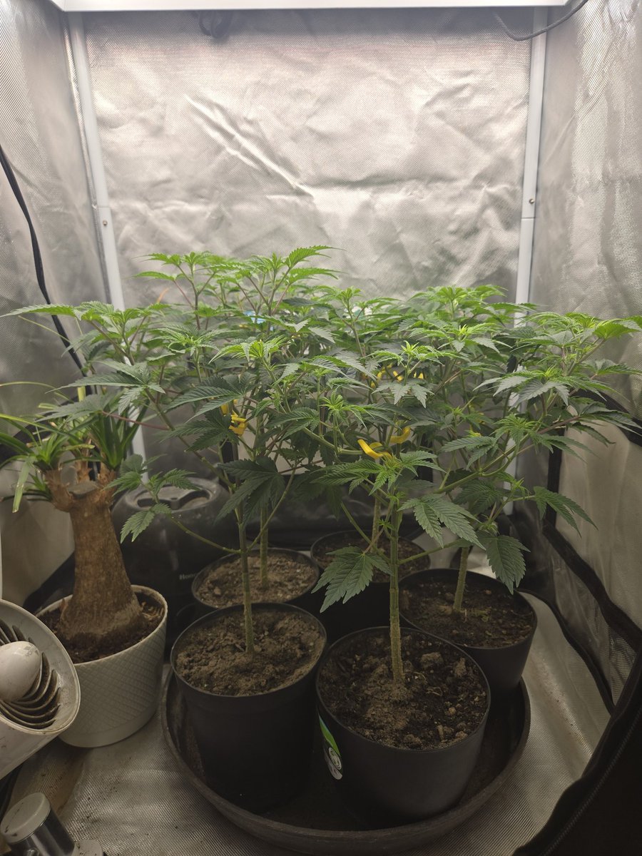 Romulan IX2 Testers by @lrishjake day 56 and will transplanted and moved to the flower Tent and flipped to flower within the next week or so after I harvest the Trump OG in a day or so then on to flower for the romulan IX2 I'm looking forward to seeing how they turn out.