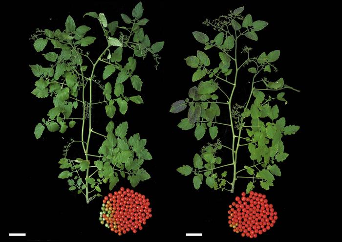 isaaa_org's tweet image. Researchers in Sebastian Soyk&apos;s laboratory at the Swiss University of Lausanne used #baseediting to make tomatoes yield earlier. Read details in #BiotechUpdates: bit.ly/3Eg4PSs