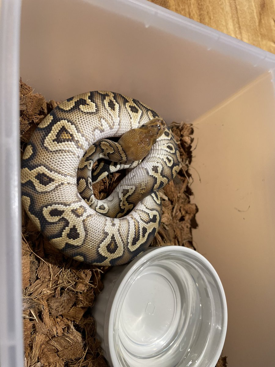 dada_pythons's tweet image. この子の赤さと白上がりの良さほんと好き
去年の年末だけど帰り際に見せてもらってほんと良かった
1.0 Cypress Clown
写真じゃうまくつたわらん
(勉強します)