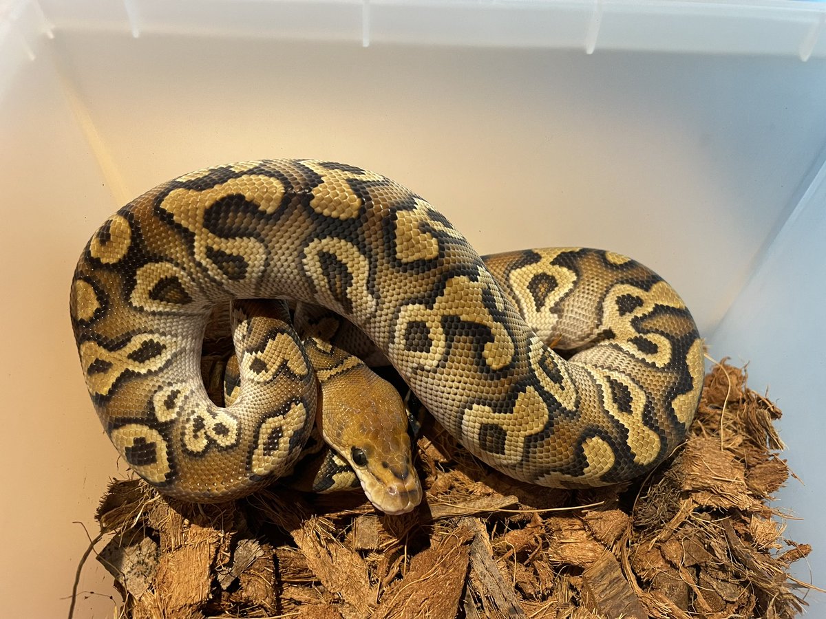 dada_pythons's tweet image. この子の赤さと白上がりの良さほんと好き
去年の年末だけど帰り際に見せてもらってほんと良かった
1.0 Cypress Clown
写真じゃうまくつたわらん
(勉強します)