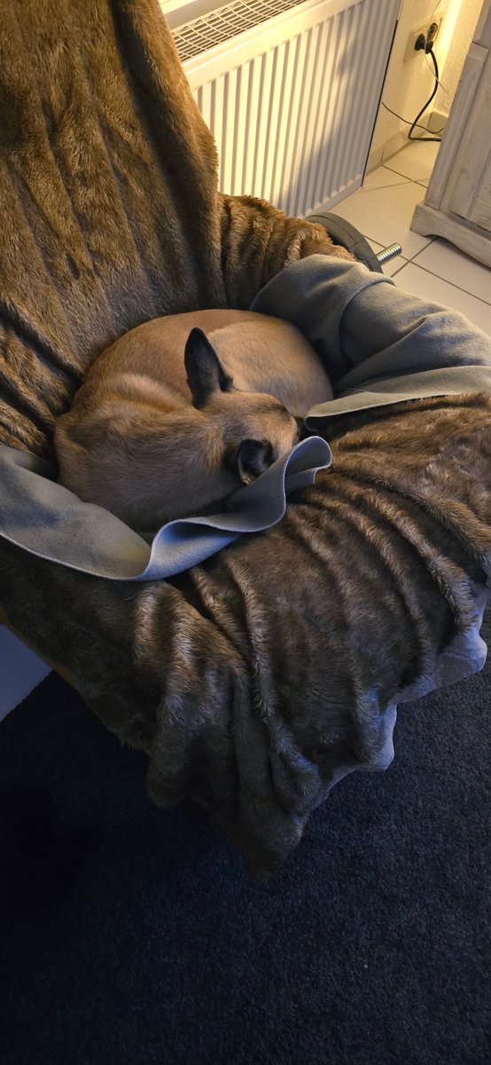 tobyniceinnoize's tweet photo. #Hope in der Grube lag und schlief...
#malinois #shepardmix #islandhund #kinderlied #bestplace #fellknäuel https://t.co/FMZBO8x0kc