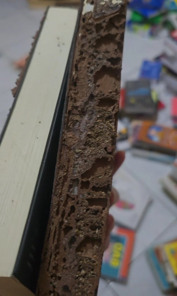 jdrewhails's tweet photo. A situação dos livros da moça cheio de cupim meu deus https://t.co/1LHJRQYufU