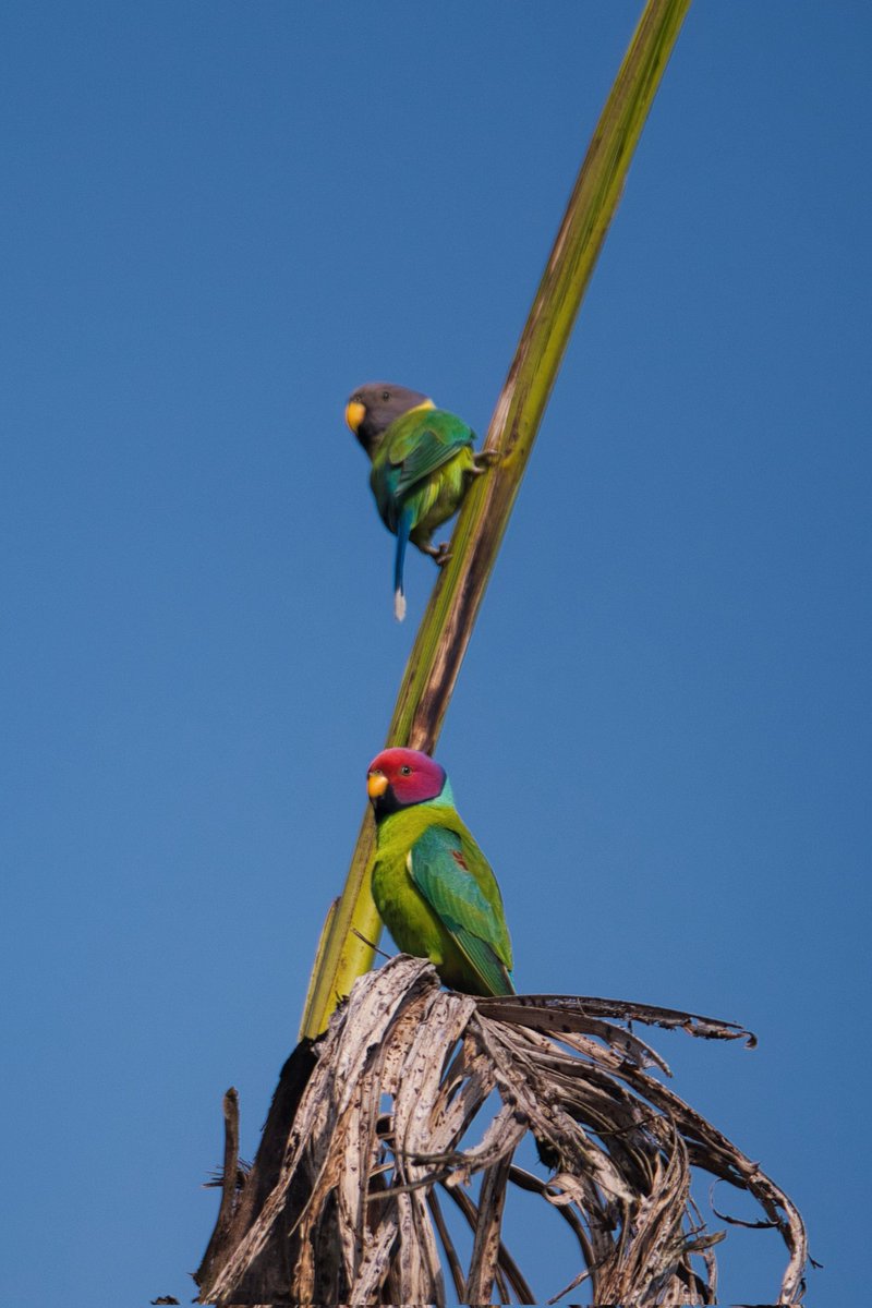 chauchaubhath's tweet image. Set me #musing...

...over the weekend, had been to Vythiri. One of my star students had invited us to her engagement. Evening event.
Used the morning for some birding. Wayanad is an absolute biodiversity Hotspot. Plentitude of flora and fauna. Birds too. Trail through the…