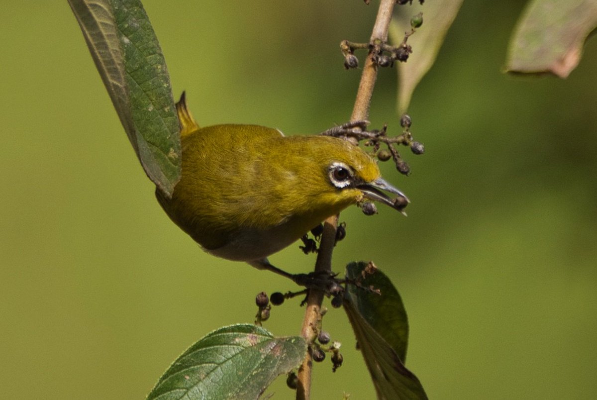 chauchaubhath's tweet image. Set me #musing...

...over the weekend, had been to Vythiri. One of my star students had invited us to her engagement. Evening event.
Used the morning for some birding. Wayanad is an absolute biodiversity Hotspot. Plentitude of flora and fauna. Birds too. Trail through the…