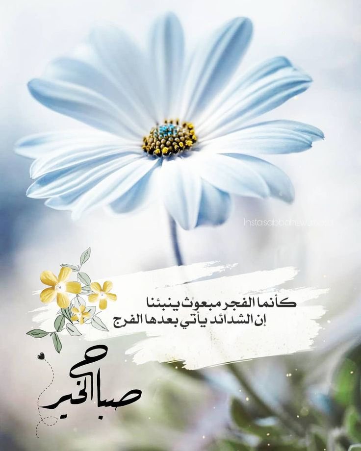 اللَّهمَّ ما أصبحَ بي من نعمةٍ، أو بأحدٍ من خلقِكَ؛ فمنكَ وحدَكَ لا شريكَ لكَ فلكَ الحمدُ ولكَ الشكر #صباح_الخير  #دعاء_اليوم