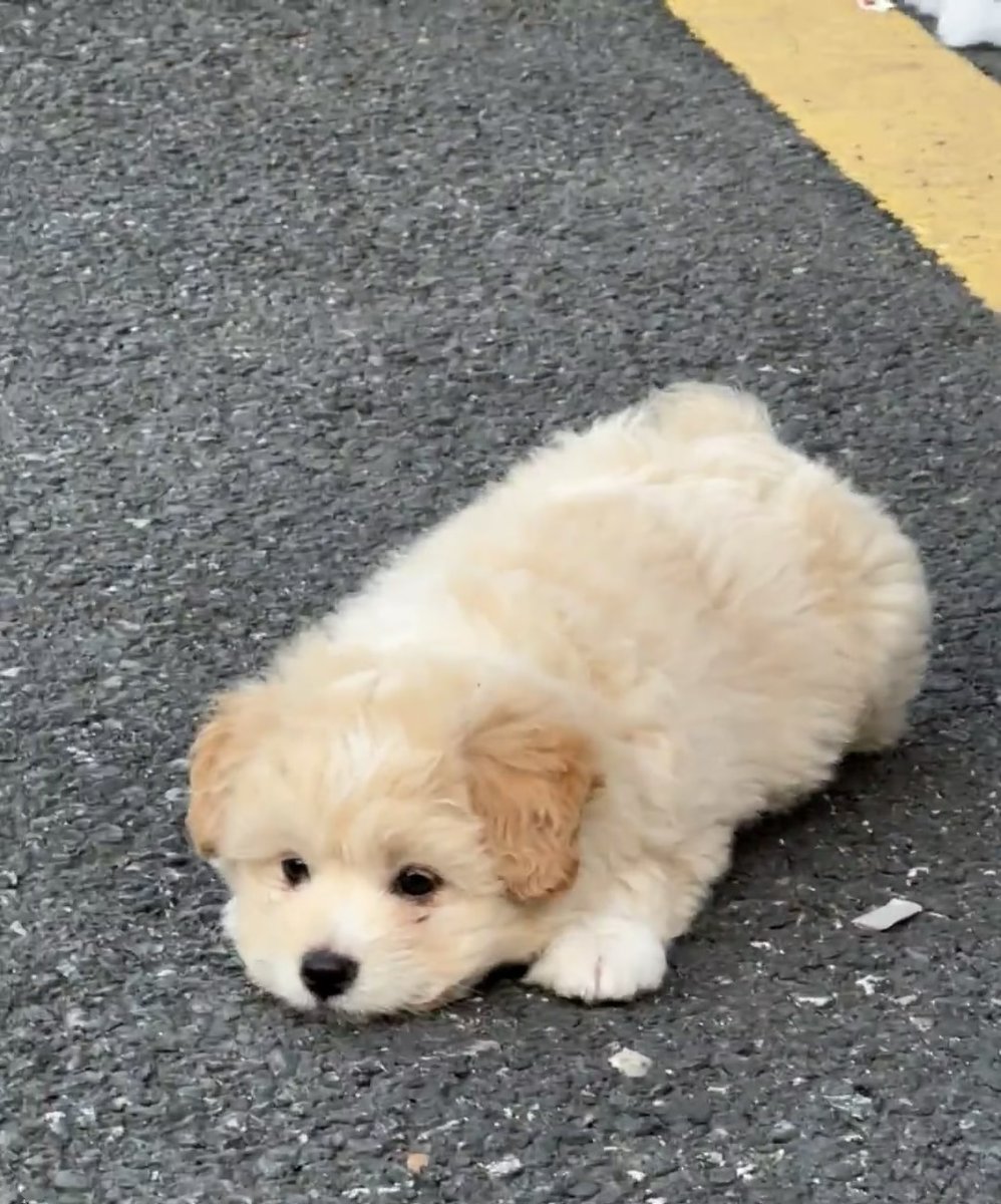 DonnaMartin87's tweet photo. He looks so aggrieved. #dog https://t.co/e4XdC3DSMQ