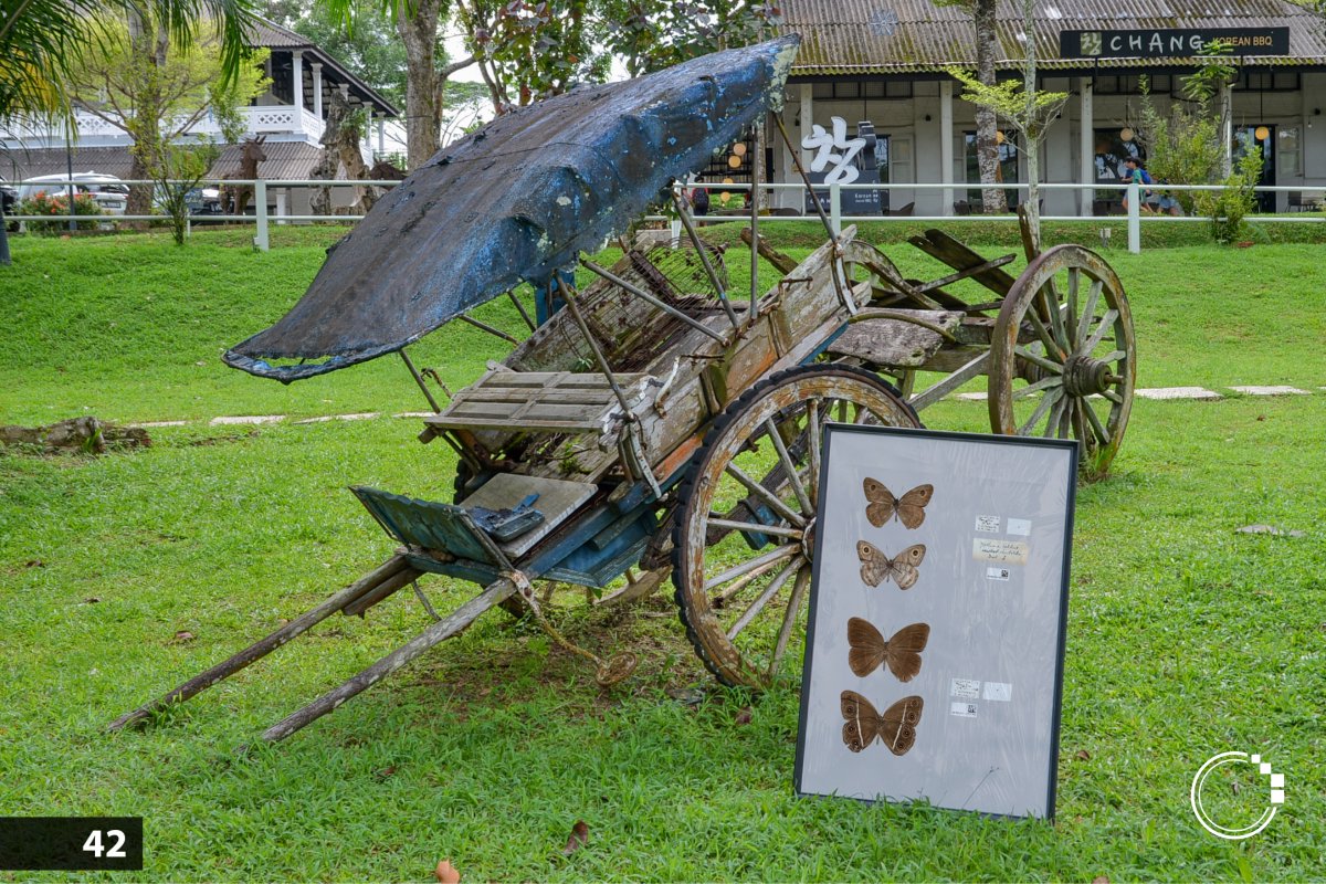 signifynathist's tweet image. Featuring images from the exhibit ‘homecoming’ as part of Singapore Art Week 2025. 🖼 Currently on display at the Lee Kong Chian Natural History Museum lobby! @lkcnhm 

For more, please click the link in bio to read about the exhibit. ☺