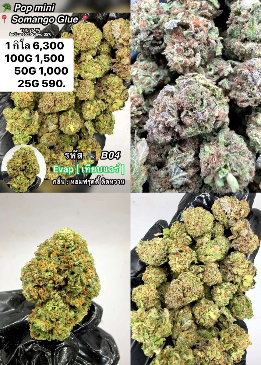 CThiland965's tweet photo. สั่งซื้อคลิกลิงค์นี้👇🛒🚬
https://t.co/j1F2SWbZBU

เช็คเคดิตกลุ่ม💚❤️🚀
รูปภาพเพิ่มเติมทักแชทไลน์ร้านมา🖖💚👌

📌จีละหลักสิบ💐🍁 ใบทริม
#กรีนแคร็ก #ห่างกระรอก

#พันลำ #joint #WRA #กัญชาออแกนิค #CANNABIS #กัญชาฝั่งธน #จรัญฯ #GreenCack #เชียงราย #เชียงใหม่ #ลำปาง #กรุงเทพ #ชุมพร https://t.co/cDn4EZcS5m