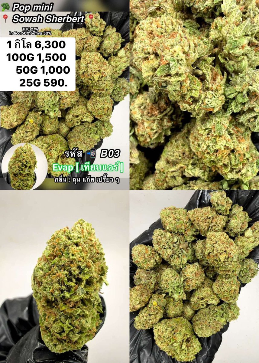 CThiland965's tweet photo. สั่งซื้อคลิกลิงค์นี้👇🛒🚬
https://t.co/j1F2SWbZBU

เช็คเคดิตกลุ่ม💚❤️🚀
รูปภาพเพิ่มเติมทักแชทไลน์ร้านมา🖖💚👌

📌จีละหลักสิบ💐🍁 ใบทริม
#กรีนแคร็ก #ห่างกระรอก

#พันลำ #joint #WRA #กัญชาออแกนิค #CANNABIS #กัญชาฝั่งธน #จรัญฯ #GreenCack #เชียงราย #เชียงใหม่ #ลำปาง #กรุงเทพ #ชุมพร https://t.co/cDn4EZcS5m