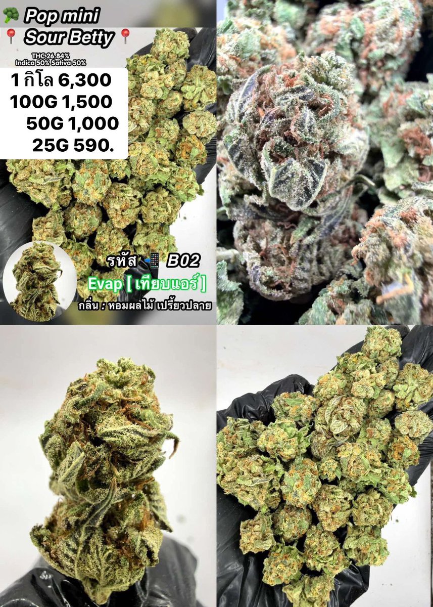CThiland965's tweet photo. สั่งซื้อคลิกลิงค์นี้👇🛒🚬
https://t.co/j1F2SWbZBU

เช็คเคดิตกลุ่ม💚❤️🚀
รูปภาพเพิ่มเติมทักแชทไลน์ร้านมา🖖💚👌

📌จีละหลักสิบ💐🍁 ใบทริม
#กรีนแคร็ก #ห่างกระรอก

#พันลำ #joint #WRA #กัญชาออแกนิค #CANNABIS #กัญชาฝั่งธน #จรัญฯ #GreenCack #เชียงราย #เชียงใหม่ #ลำปาง #กรุงเทพ #ชุมพร https://t.co/cDn4EZcS5m