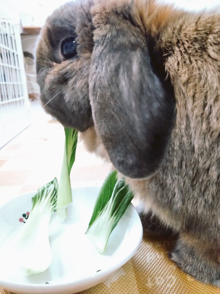 今日はチンゲン菜🥬
アップな写真になりました🐰✨
