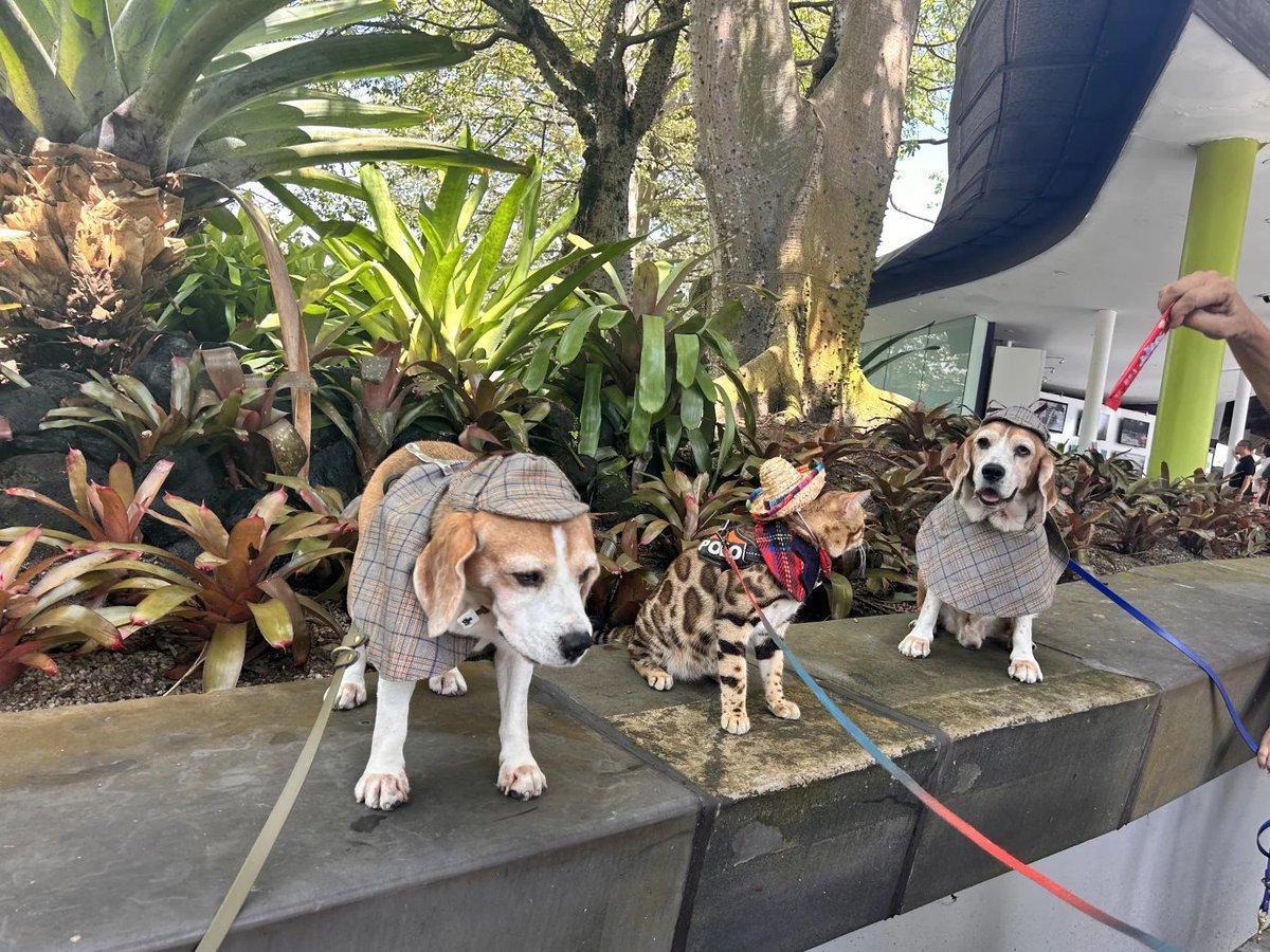 Adeline_dssh's tweet image. ハハ、公園を通りかかったときにすごく可愛かったので、これはあなたの顔文字ですか？