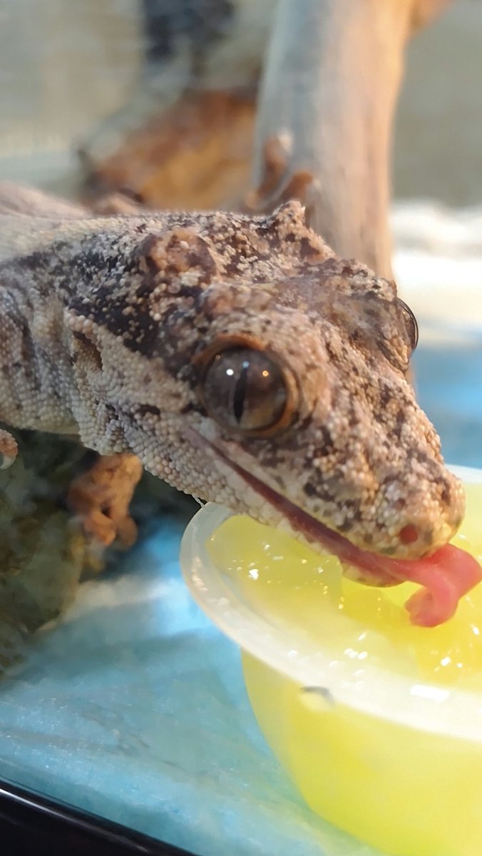 ガゴ蔵くんのベロベロ～😁