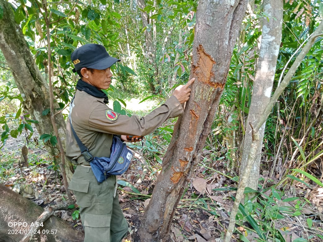 IntElephantProj's tweet image. 🌳 🐘 👀 Tracking and protecting wildlife 👀 🐘 🌳 The River Patrol team safeguards Way Kambas National Park, monitoring Sumatran elephants, wild buffalo, and more! Recently spotted: a mangrove snake and Sambar deer. Read more 👉ow.ly/9YLu50UIaKj