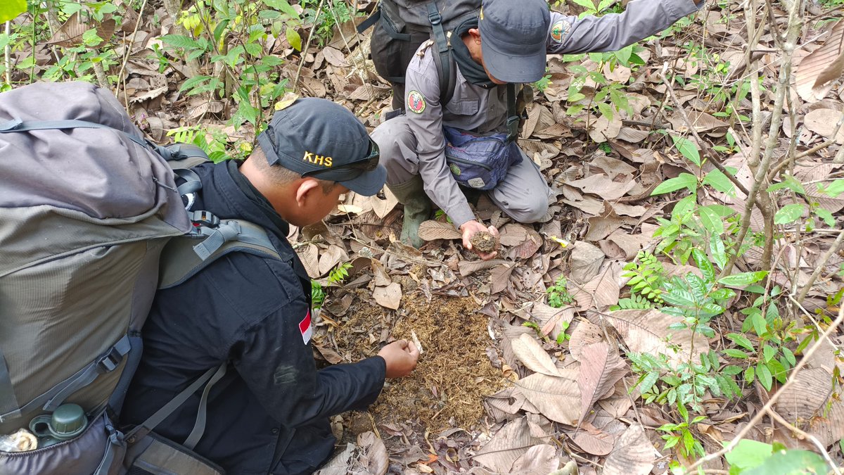 IntElephantProj's tweet image. 🌳 🐘 👀 Tracking and protecting wildlife 👀 🐘 🌳 The River Patrol team safeguards Way Kambas National Park, monitoring Sumatran elephants, wild buffalo, and more! Recently spotted: a mangrove snake and Sambar deer. Read more 👉ow.ly/9YLu50UIaKj