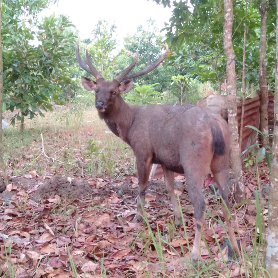 IntElephantProj's tweet image. 🌳 🐘 👀 Tracking and protecting wildlife 👀 🐘 🌳 The River Patrol team safeguards Way Kambas National Park, monitoring Sumatran elephants, wild buffalo, and more! Recently spotted: a mangrove snake and Sambar deer. Read more 👉ow.ly/9YLu50UIaKj