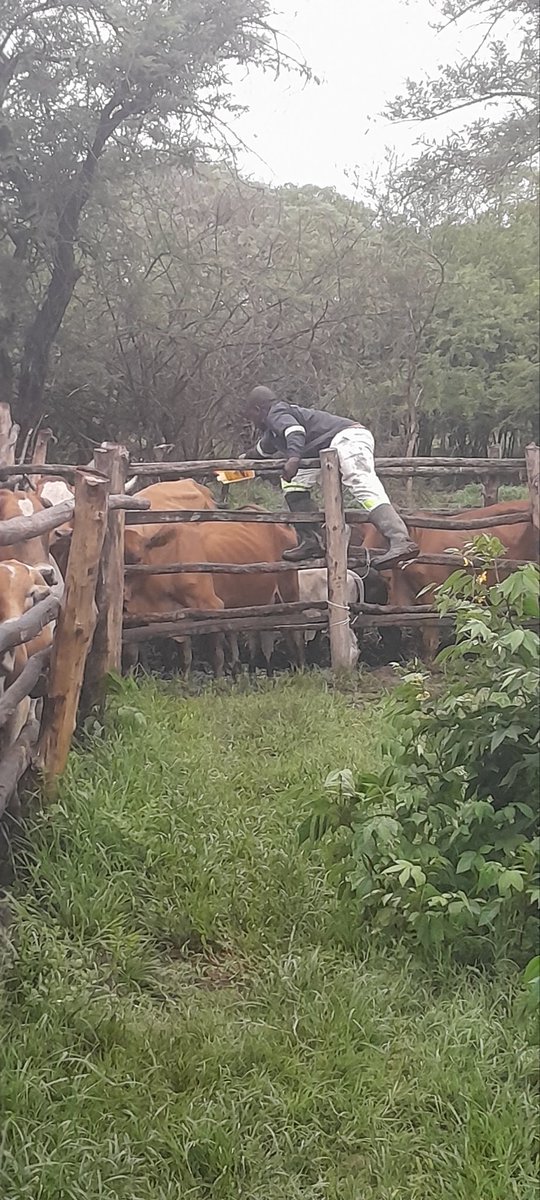 Davis Cattle Company tweet media