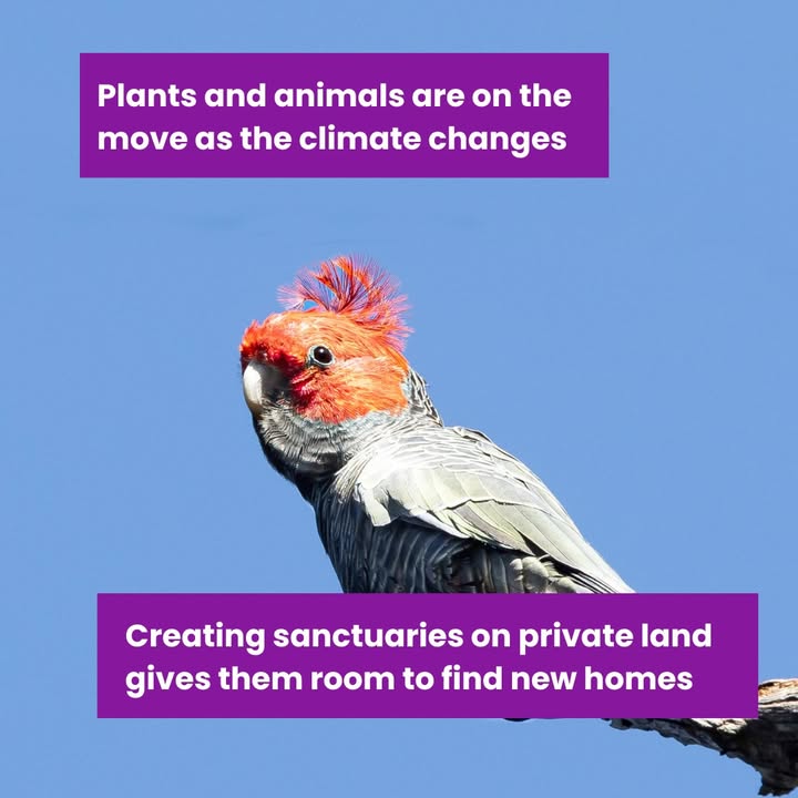 It's official: 2024 was the warmest year on record, reaching 1.5C above pre-industrial levels. 

But there are still many things we can do to fight climate change. 

Find out more about how protecting habitat on your property helps fight climate change: trustfornature.org.au/what-we-do/cli…