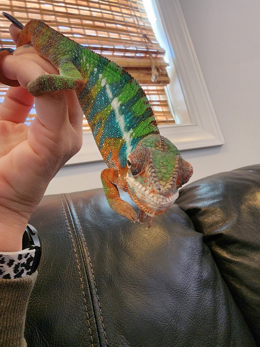 Enzo 💙 ♥️ 💚 🧡 
#pantherchameleon