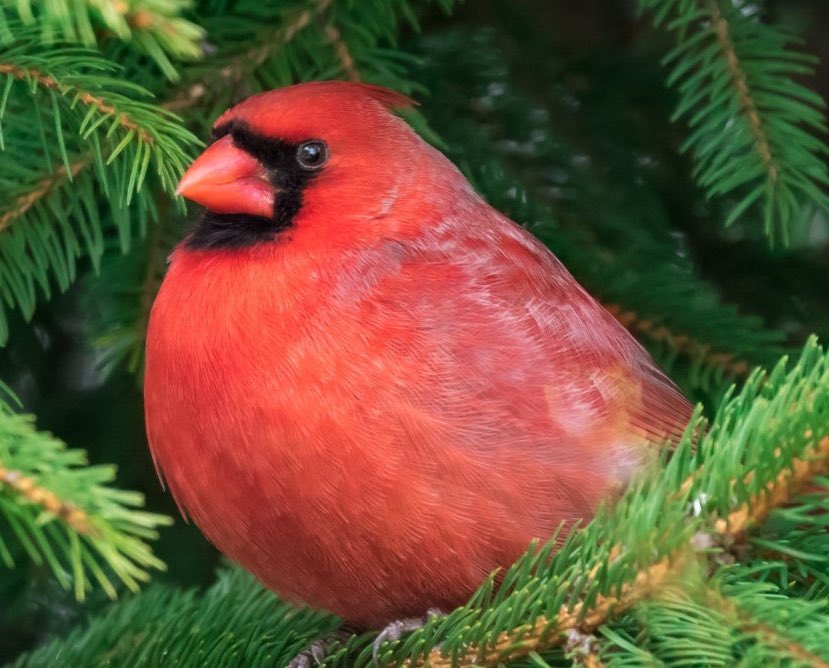 会社のパソコンが定期的に壁紙が変わって、今はこの鳥の画像。 もう