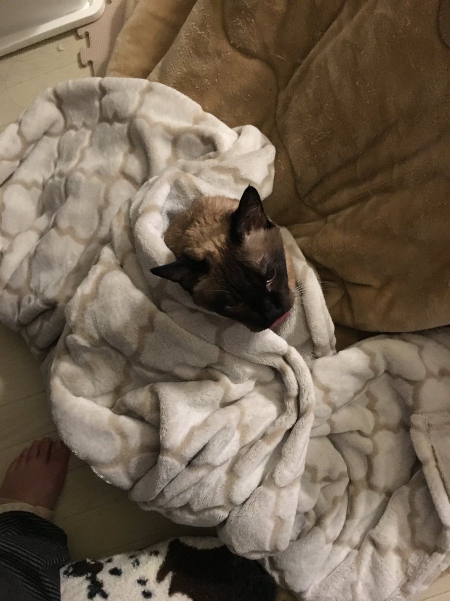 #猫　　#たぬシャム　　#ラブ🩷日記
毛布虫🐞