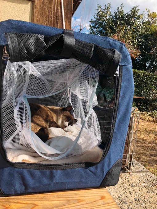 去年GWにガリガリで迷い込んで来た実家の猫スミレ君(7kg よく食べて寝て立派に成長したはいいが縄張りを荒らしにくる近所の猫どもに片っ端から喧嘩を売る素行の悪さ 去勢と検査の結果やはりというか猫エイズ&amp;白血病陽性でした 発症しなければどうということはない、よく食べてストレスなく過ごそうな